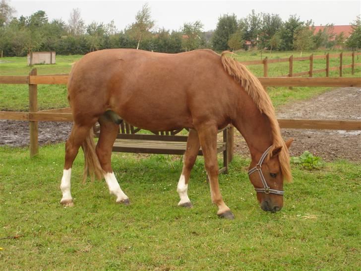 New Forest Odbjergs Emil   R.I.P. - Emil da han lige var kommet hjem til mig igen... billede 5