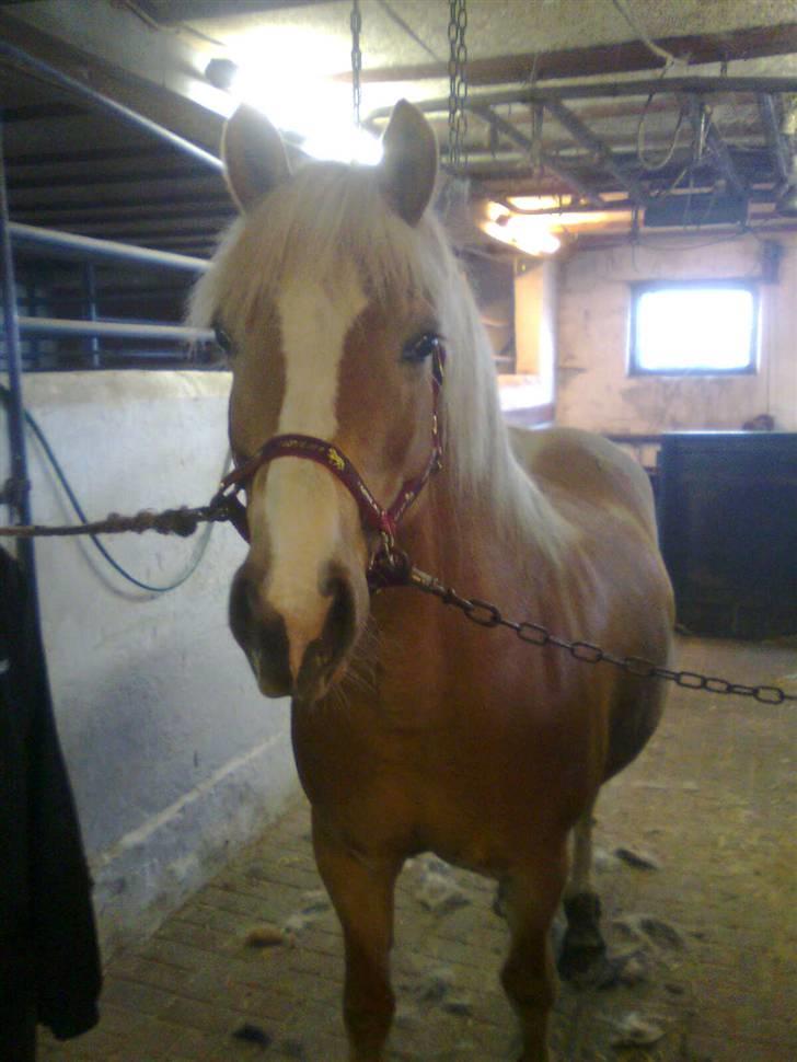 Haflinger Amanda - Nu med føl <33 billede 4