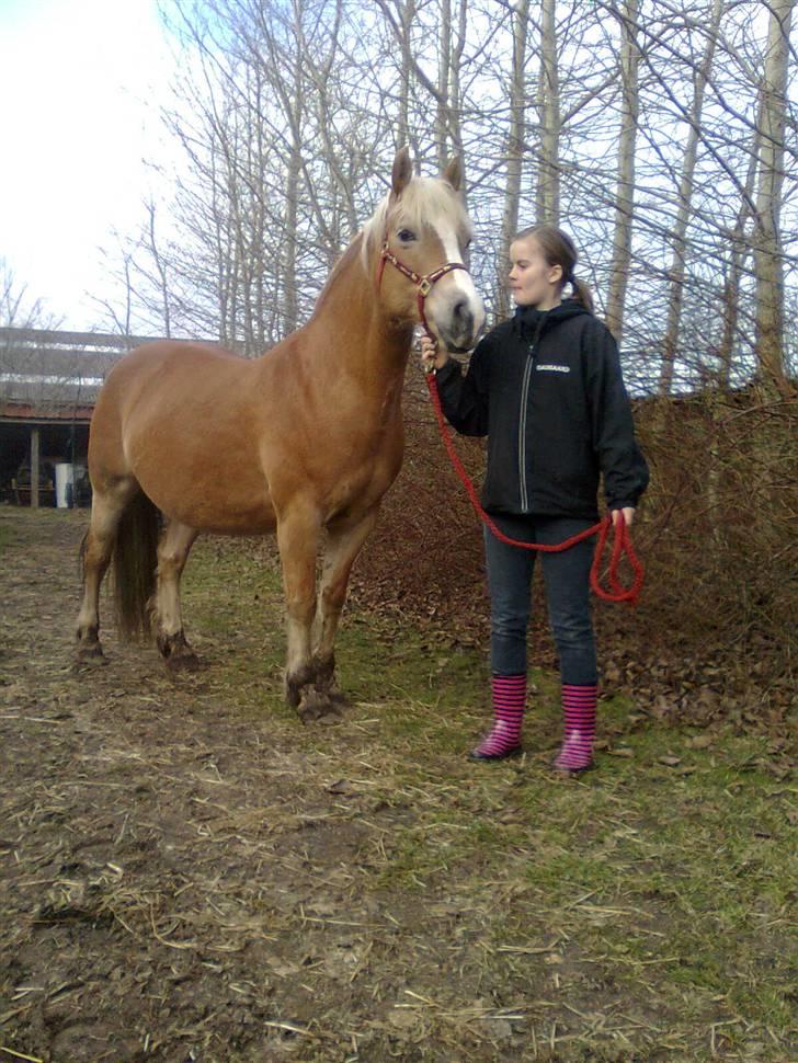 Haflinger Amanda - Nu med føl <33 billede 5