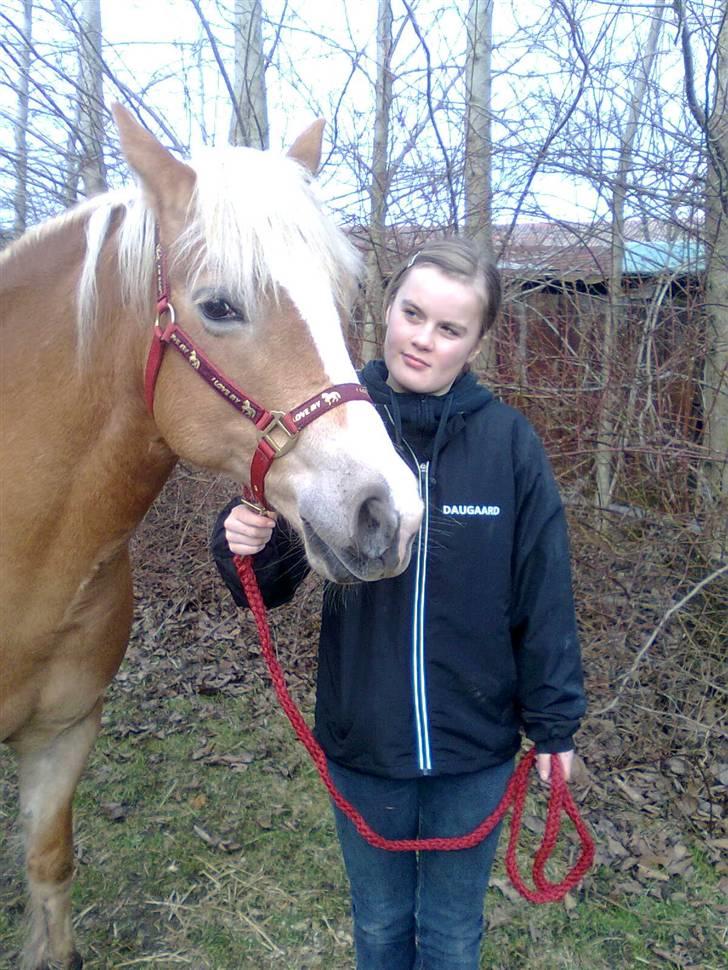 Haflinger Amanda - Nu med føl <33 billede 6