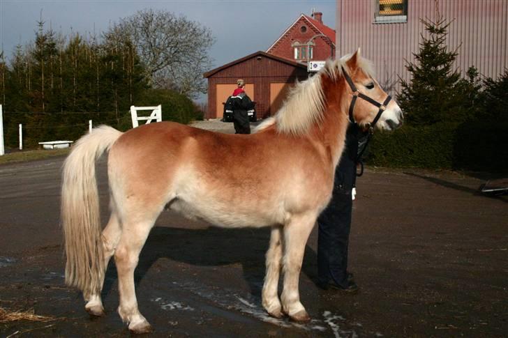 Haflinger Nero - Sådan så han ud den dag vi fik ham. Han var tændt.  billede 5