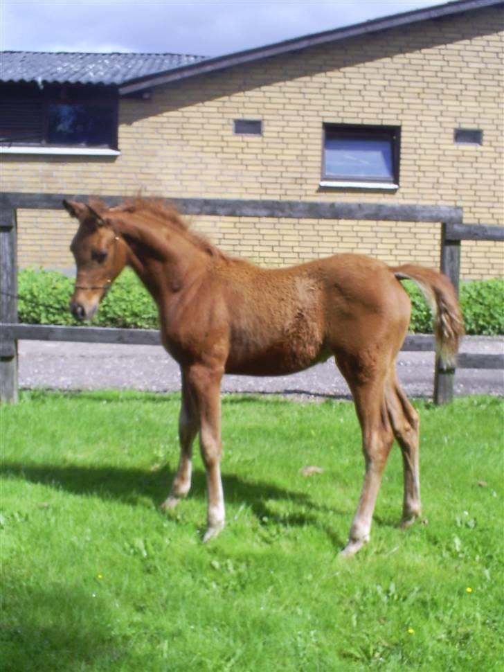 Arabisk fuldblod (OX) Zali  MG bint bint Washa - Se hvor stor jeg er blevet billede 1