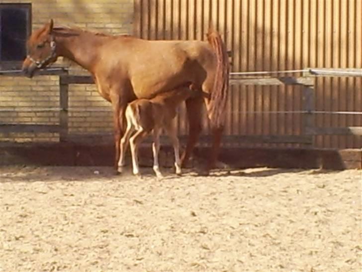 Arabisk fuldblod (OX) Zali  MG bint bint Washa - Er kun 1 dag gammel, jeg putter mig lige ved mor billede 2