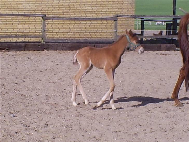 Arabisk fuldblod (OX) Zali  MG bint bint Washa - Hun går bar billede 3