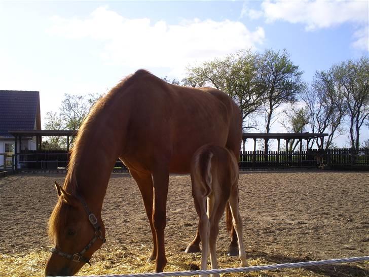 Arabisk fuldblod (OX) Zali  MG bint bint Washa - AAAAAAAAA det smager godt, det mor har i patterne billede 4