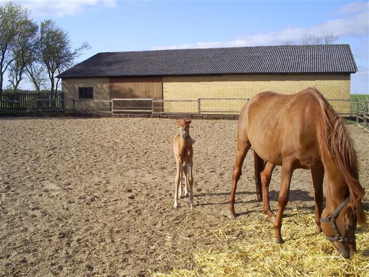 Arabisk fuldblod (OX) Zali  MG bint bint Washa - Pu ha hvad er det, det lugter af  billede 5