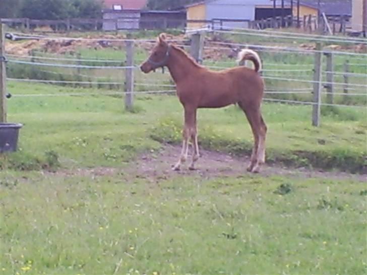 Arabisk fuldblod (OX) Zali  MG bint bint Washa - Nu er jeg 4 mdr og se hvor fin jeg er billede 6