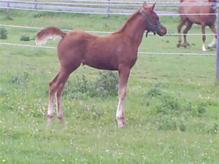 Arabisk fuldblod (OX) Zali  MG bint bint Washa - Det se godt nok spændene ud der over billede 7