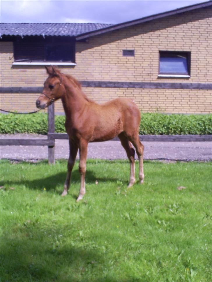 Arabisk fuldblod (OX) Zali  MG bint bint Washa billede 8