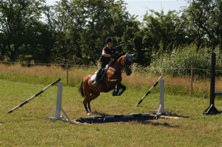 Hollandsk Sportspony Haraja billede 13