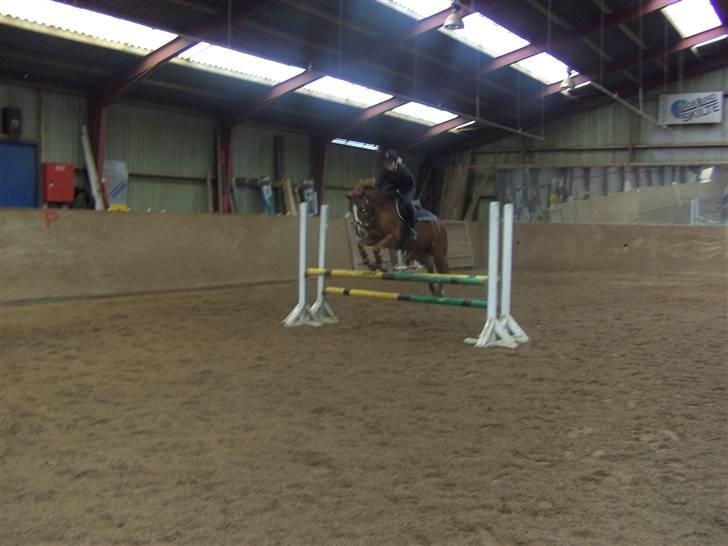 Anden særlig race Aschia - SOLGT - oxer.. spring træning, 10/10-07 billede 14