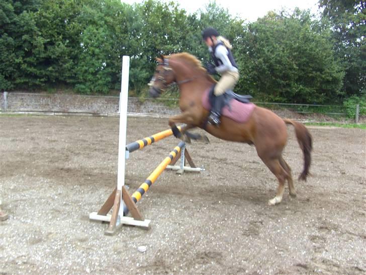 Anden særlig race Aschia - SOLGT - .. opvarmning til spring (: sommer 07 . billede 16