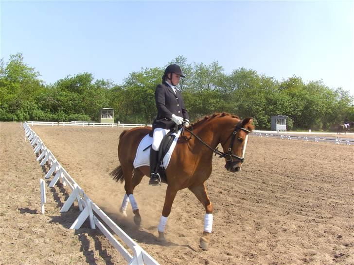 Anden særlig race Aschia - SOLGT - Min smukke pony i en LB3 i kragelund d. 12. maj 2008 til 62% :) billede 17