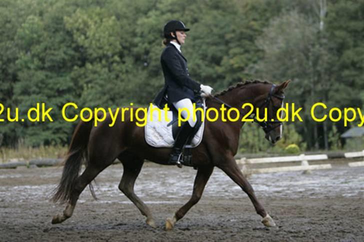 DSP Egehøjs Safir - Mig og safir i LB3 i Børkup <3 billede 11