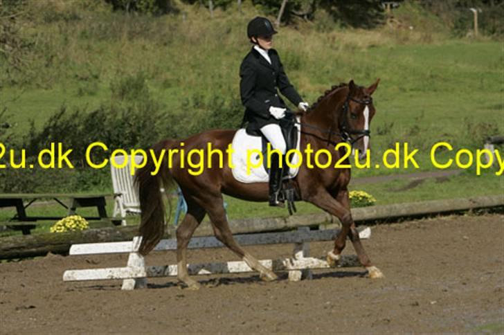 DSP Egehøjs Safir - Elsker bare den pony <33 billede 12