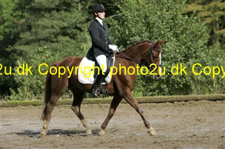 DSP Egehøjs Safir billede 13