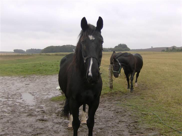 Oldenborg Milan billede 1