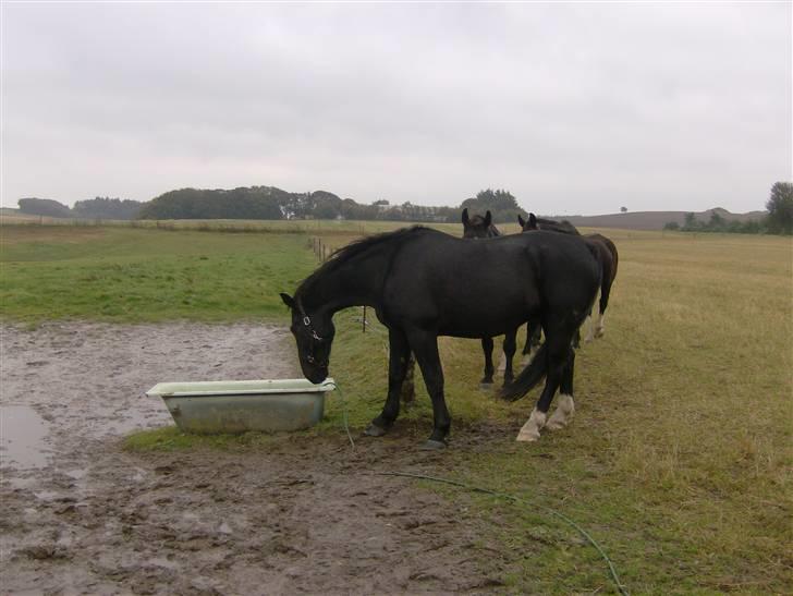 Oldenborg Milan billede 2