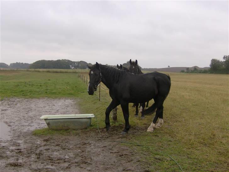 Oldenborg Milan billede 3