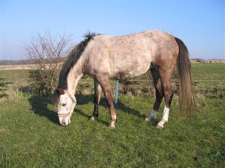 Sportsaraber (A) Miss Light billede 3