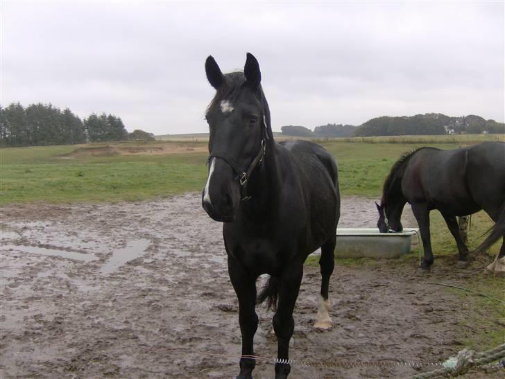 Oldenborg Milan billede 4