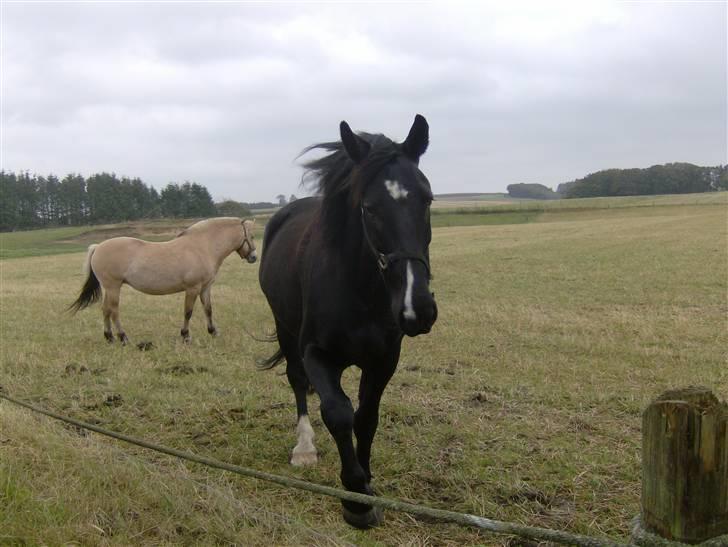 Oldenborg Milan billede 5