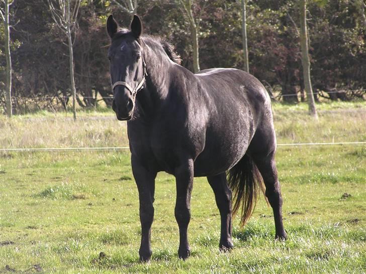 Oldenborg *Ravnholts MITZI* billede 11