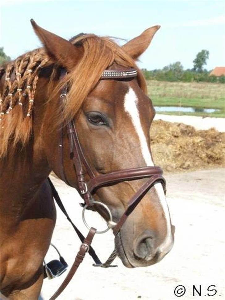 Anden særlig race Gosha. vsr - Heiij med jeg Håber i vil Kigge og give ne Bedømlse :D billede 1