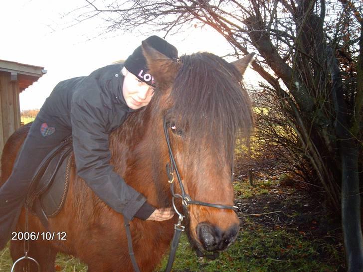 Islænder lettir - elsker dig virkelig min bamse billede 2