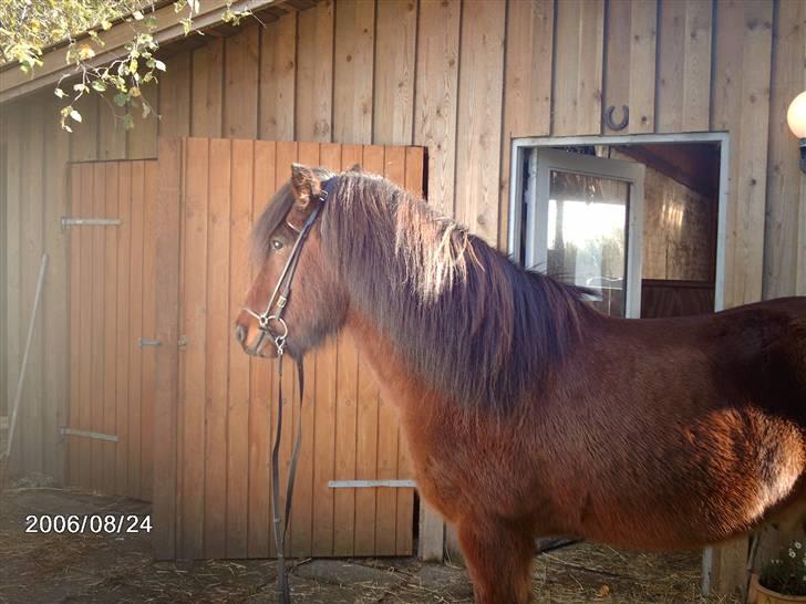 Islænder lettir billede 3