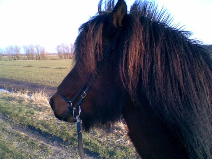 Islænder lettir billede 4