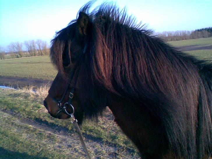 Islænder lettir billede 5