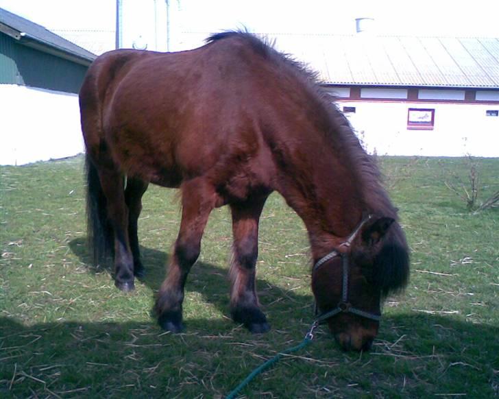 Islænder lettir billede 6