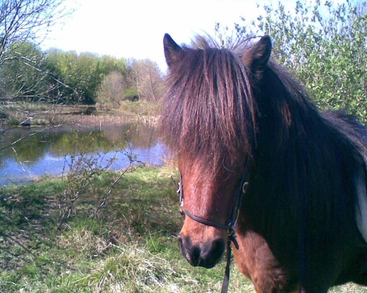 Islænder lettir billede 7