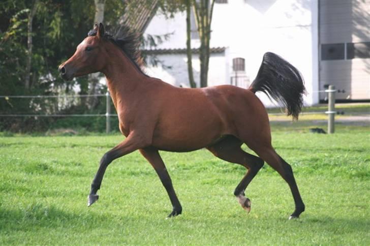 Arabisk fuldblod (OX) Ragina - Fotograf Monica Petersen okt 2007 billede 18