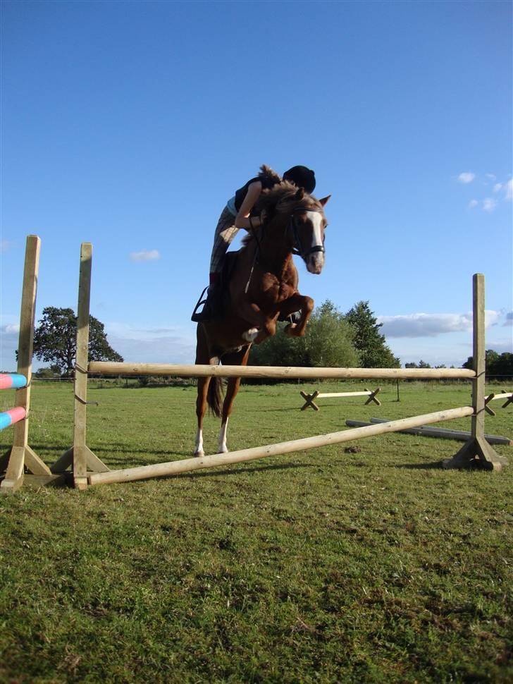 Welsh Pony (sec B) Låddenhøjs Swingboy SOLGT - spring igen<3 nej man skal ikke røre bommen ;) søde pony 100909 billede 10