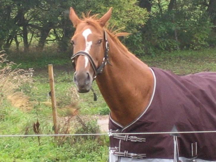 Fuldblod (XX) MINI DANCER *RIP* - Dancer da vi liqe havde fået hende hjem. billede 2