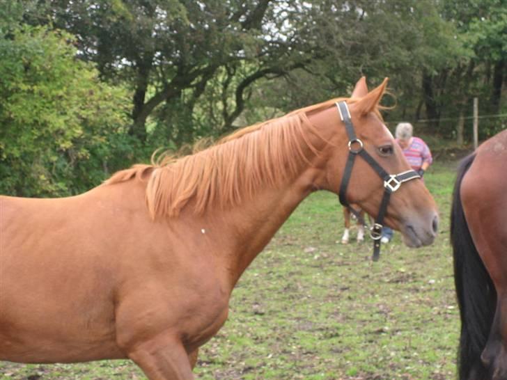 Fuldblod (XX) MINI DANCER *RIP* - Snuser anton i numsen :b (Hobro) billede 3