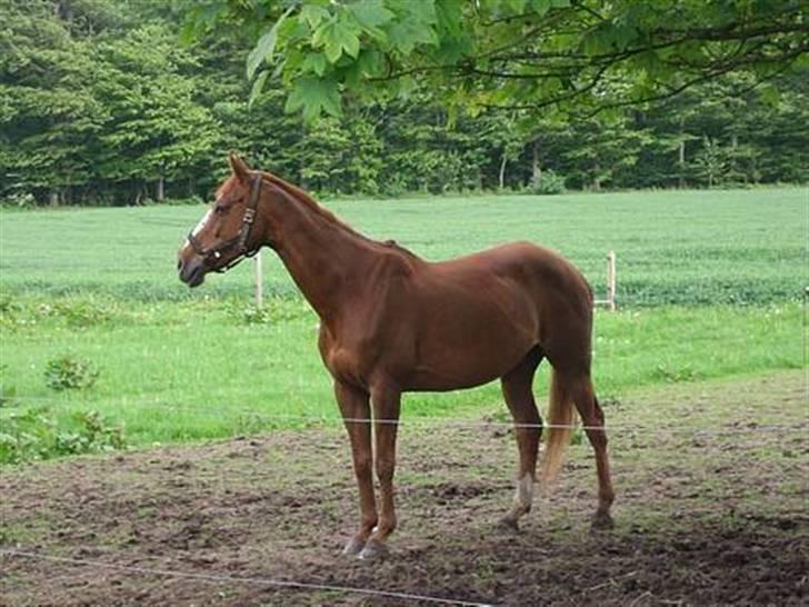 Fuldblod (XX) MINI DANCER *RIP* - Hos qamle ejer. billede 4