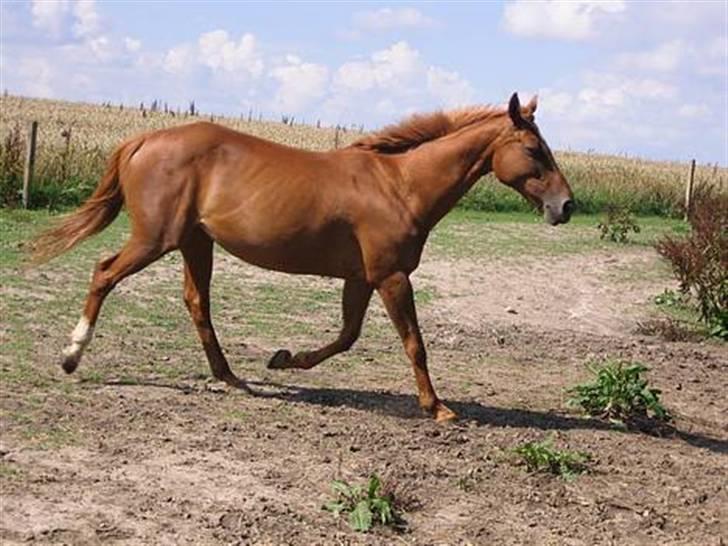 Fuldblod (XX) MINI DANCER *RIP* - Hos qamle ejer. billede 5