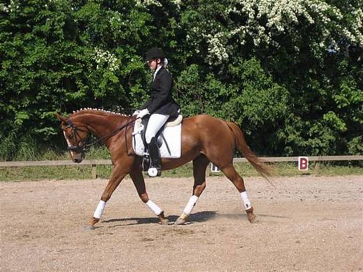 Fuldblod (XX) MINI DANCER *RIP* - Gamle ejer&dancer. billede 6