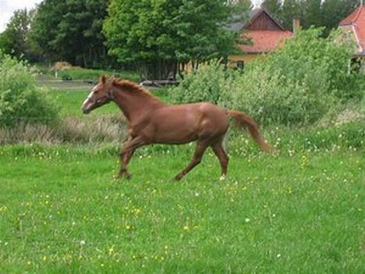 Fuldblod (XX) MINI DANCER *RIP* - Hos qamle ejer. billede 7