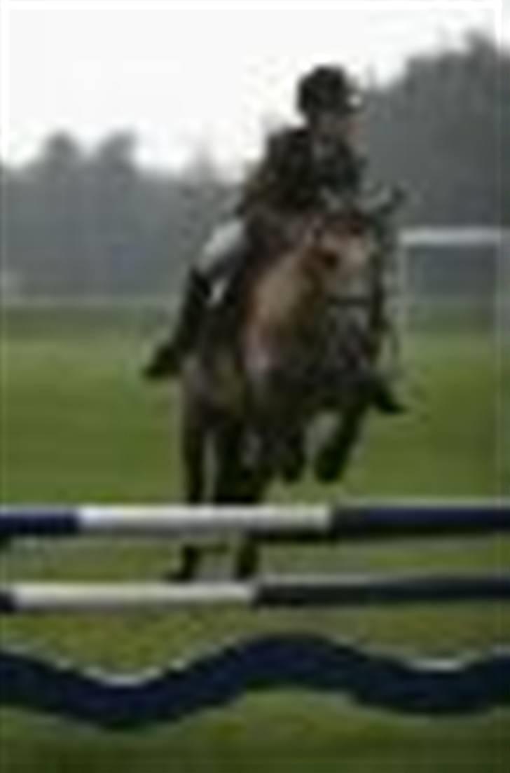 Irsk Sportspony Dun Destiny (DØD 2006) billede 7