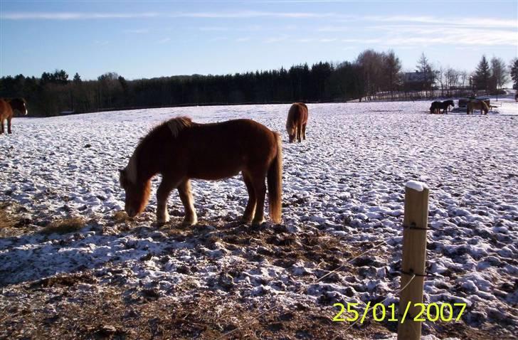 Islænder Nös fra Kærgård *SOLGT* billede 13
