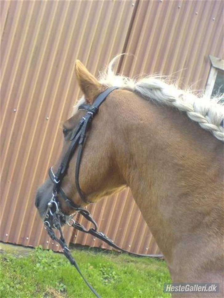 Haflinger Isabel - den første fletning på en meget utålmodig hest:) billede 2