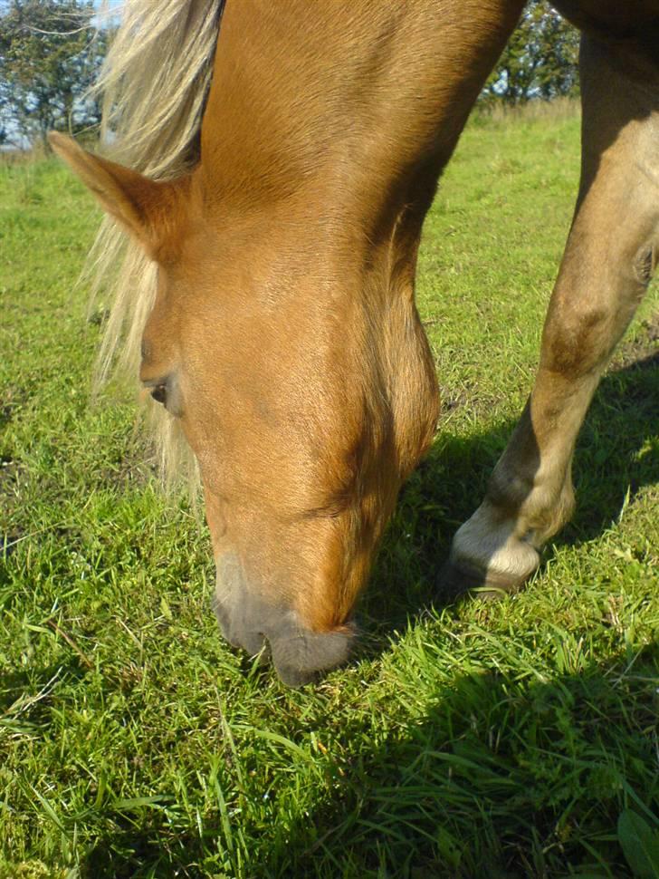 Haflinger Isabel - sommeren 2008 billede 4