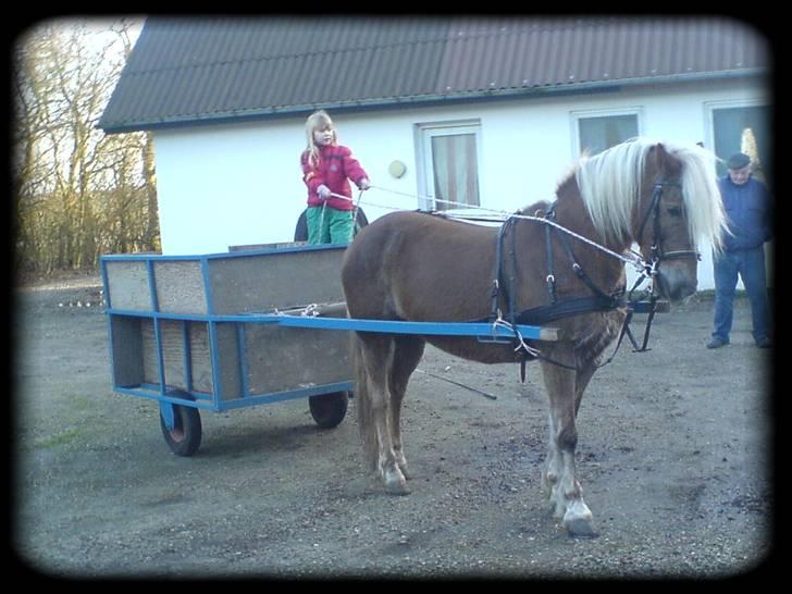 Haflinger Isabel - første gang med vogn billede 13