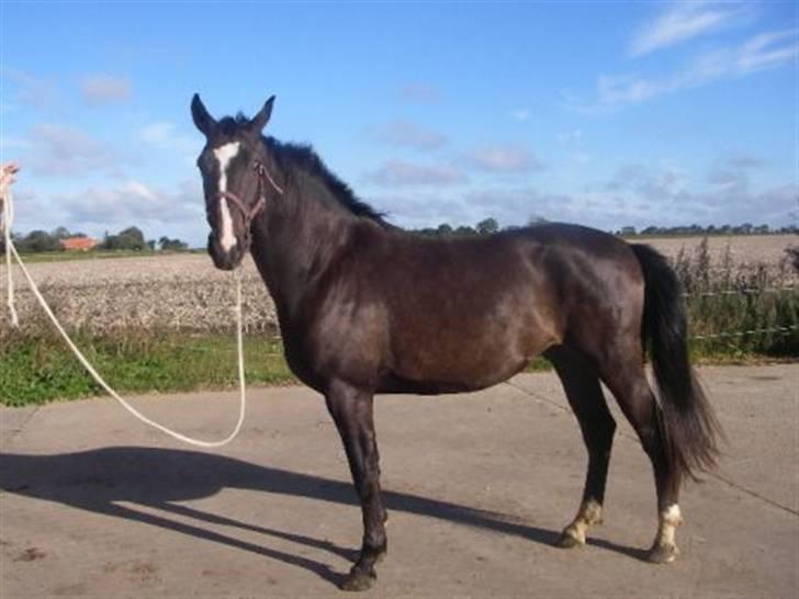 Dansk Varmblod Gredstedgårds Campari - Billedet er taget første gang jeg så ham billede 1