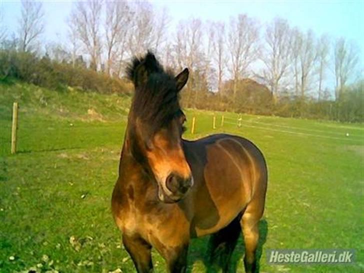 Dartmoor Stjerne (red engang) - Miiig og stjerne musen <3 billede 1