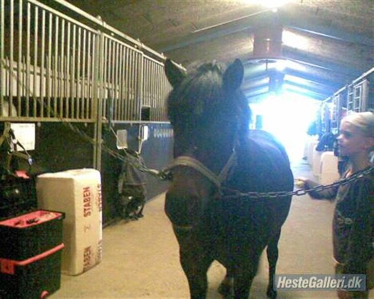 Dartmoor Stjerne (red engang) - Stjerne og jeg <3 billede 3